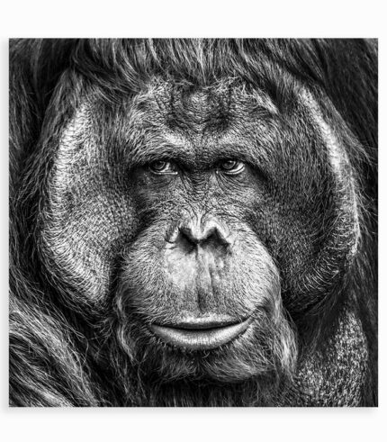 Tableau en verre ORANG OUTAN